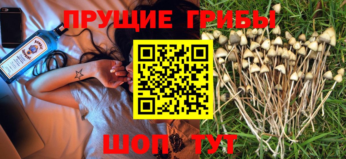 Псилоцибиновые грибы GOLDEN TEACHER Пушкино